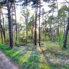 Frühling im Schifferstadter Wald