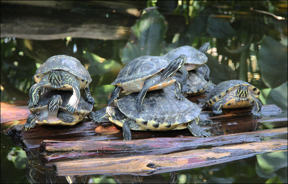 Frühling im Schildkrötengehege