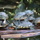 Frühling im Schildkrötengehege