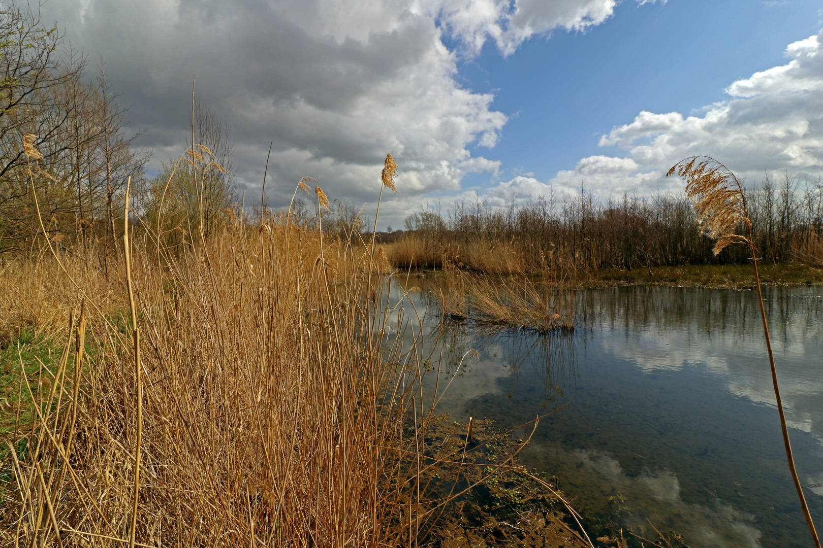 Frühling im Schilf