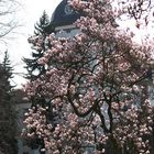 Frühling im Schlossgarten