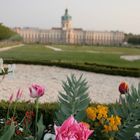 Frühling im Schloßgarten