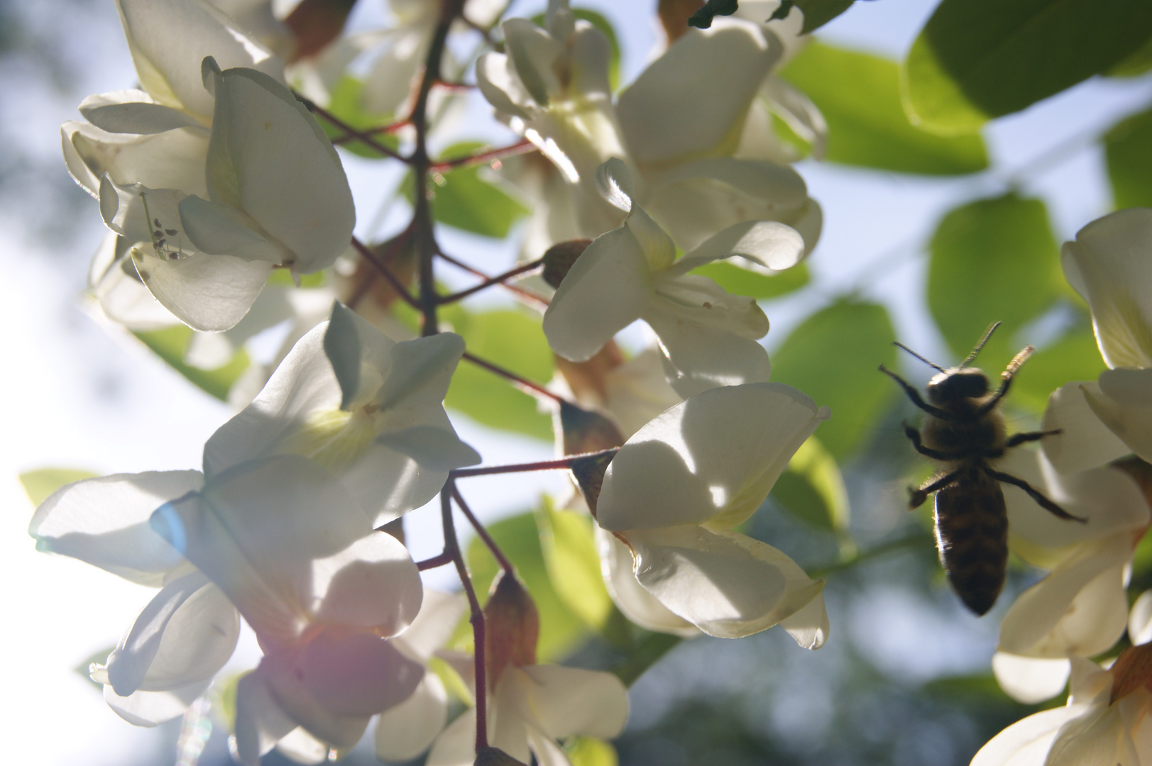 Frühling im Schlossgarten