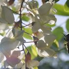 Frühling im Schlossgarten