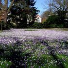 Frühling Im Schloßgarten Oldenburg