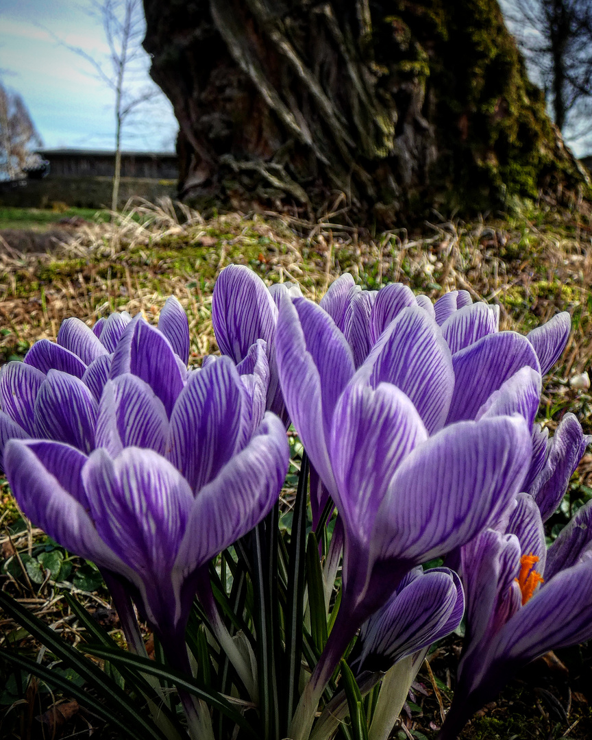 Frühling im Schlosspark