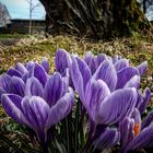 Frühling im Schlosspark