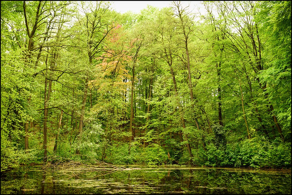 Frühling im Schlosspark Agathenburg #4