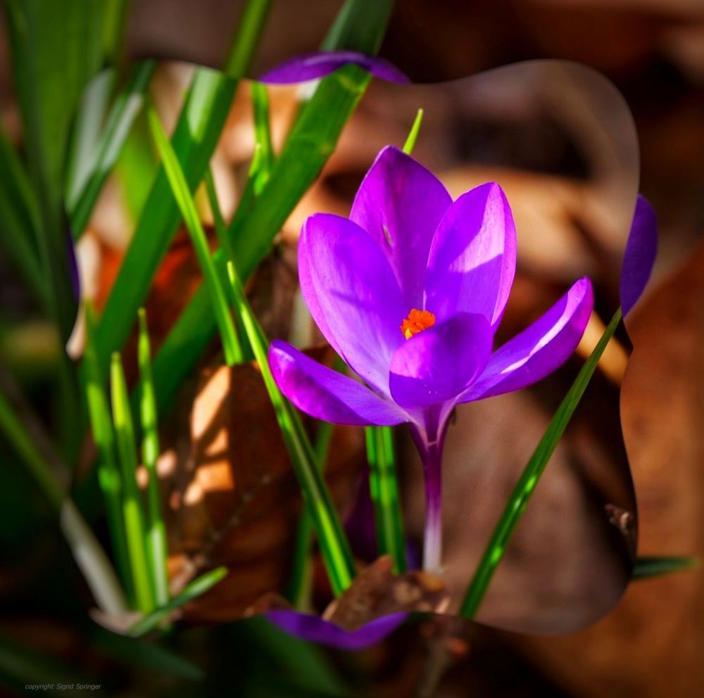 Frühling im Schlosspark Dyck