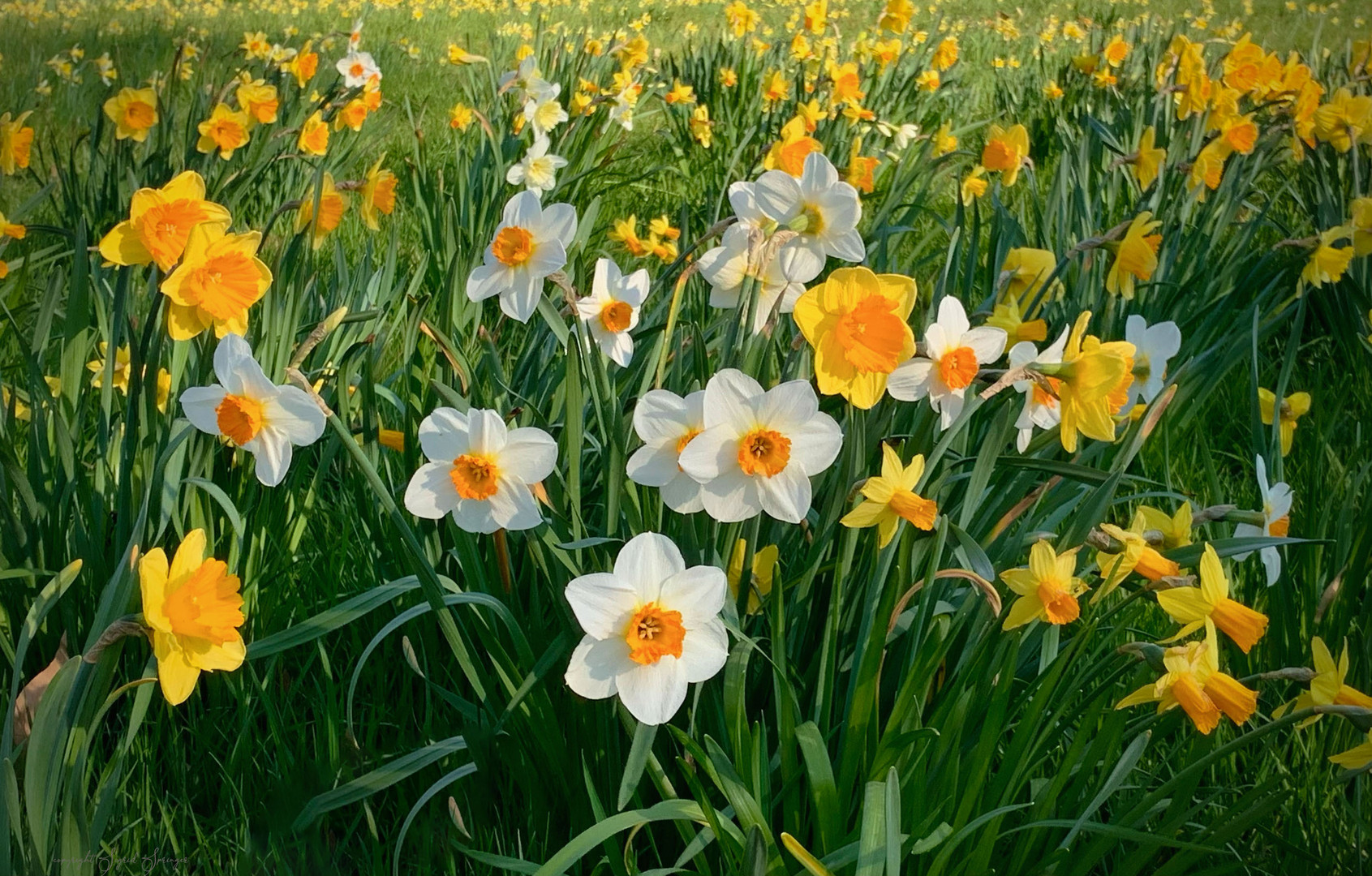 Frühling im Schlosspark Dyck