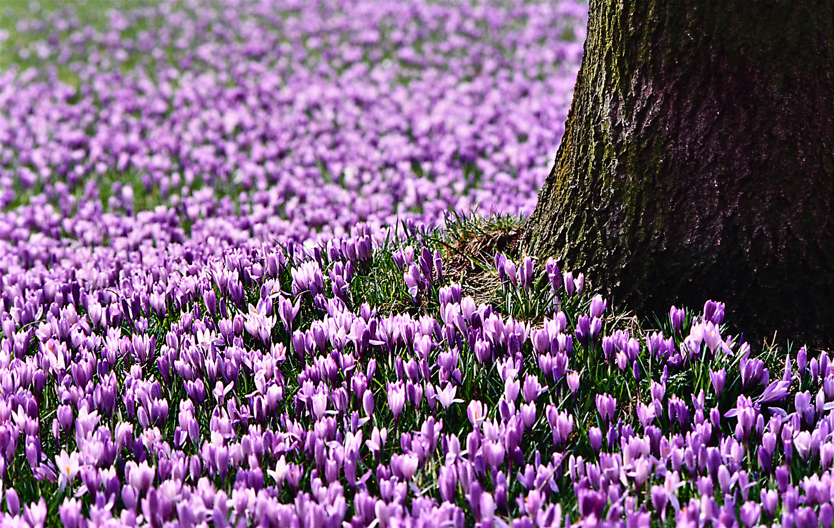 Frühling im Schlosspark Husum  01