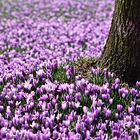 Frühling im Schlosspark Husum  01