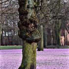 Frühling im Schlosspark Husum 02