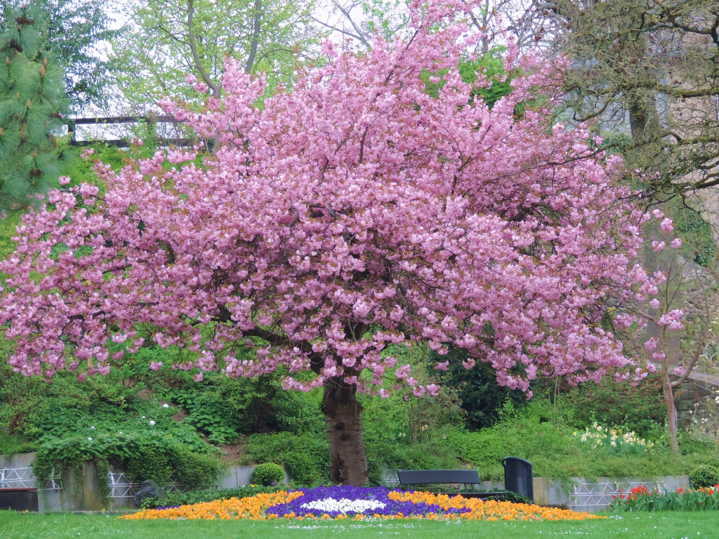 Frühling im Schlosspark in Siegen