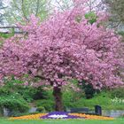 Frühling im Schlosspark in Siegen