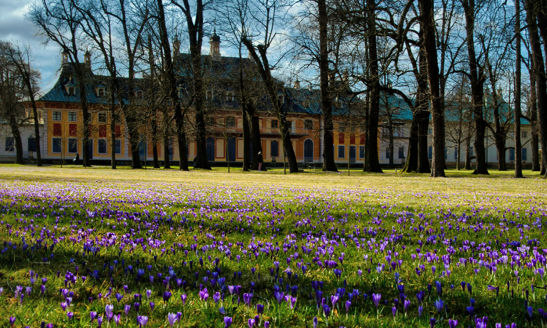 Frühling im Schlosspark Pillnitz