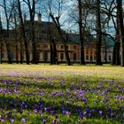 Frühling im Schlosspark Pillnitz