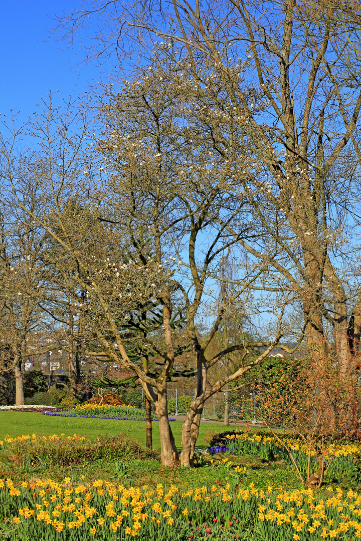 Frühling im Schlosspark Siegen, Oberes Schloss