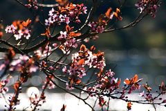 Frühling im Schlosspark von Pillnitz