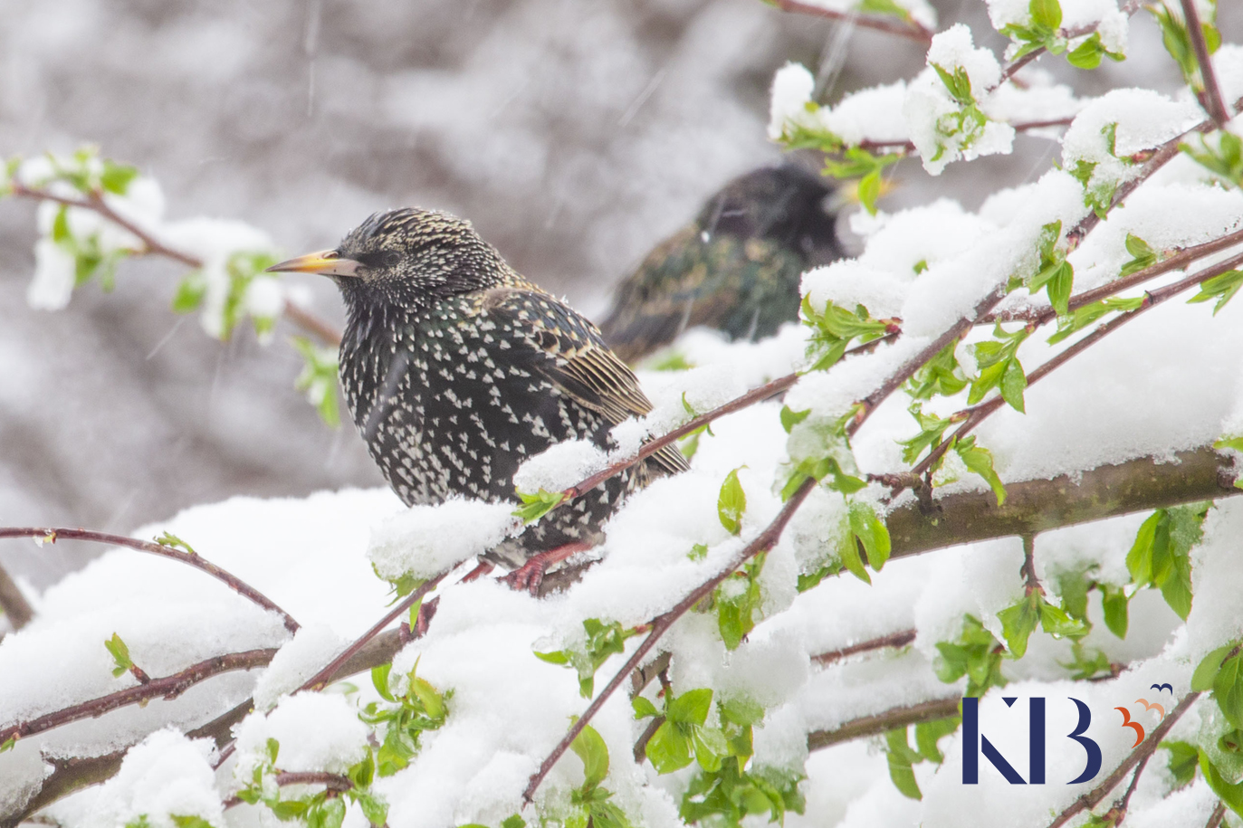 Frühling im Schnee