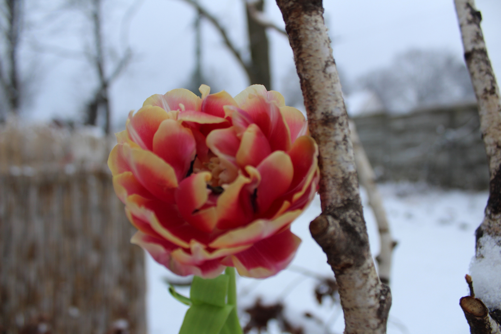 Frühling im Schnee