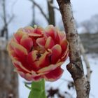 Frühling im Schnee