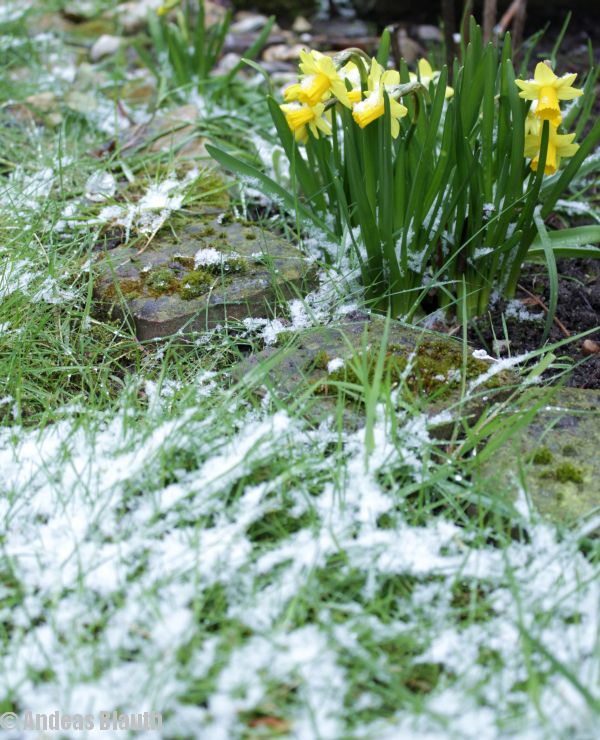 Frühling im Schnee