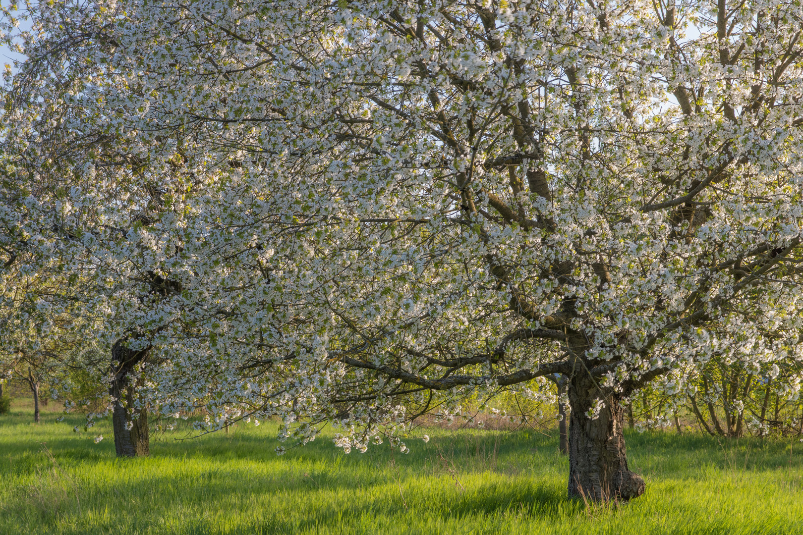 Frühling im Schnelldurchlauf