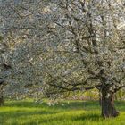 Frühling im Schnelldurchlauf