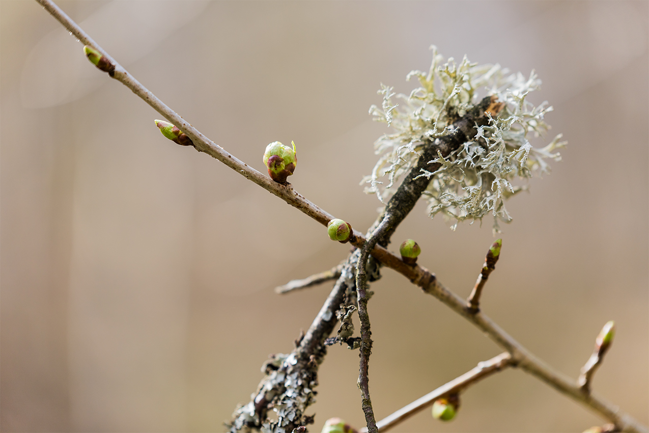 Frühling im Schönbuch 3