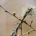 Frühling im Schönbuch 3