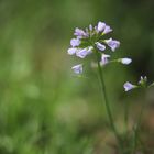 Frühling im Schönbuch 4