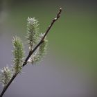 Frühling im Schönbuch 5