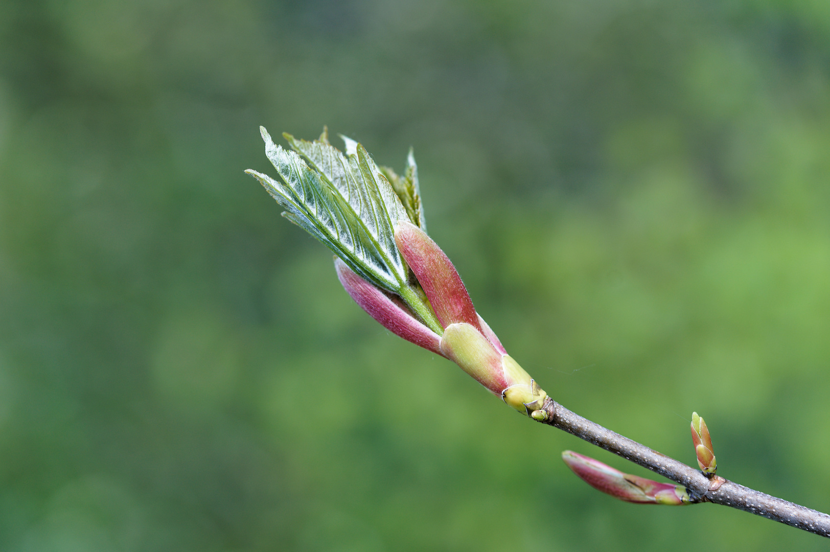 Frühling im Schönbuch