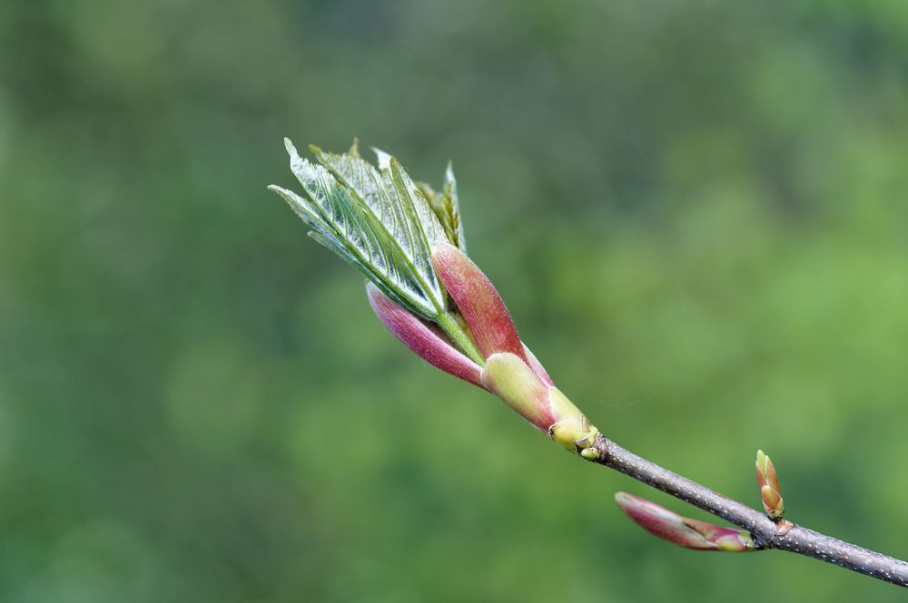 Frühling im Schönbuch