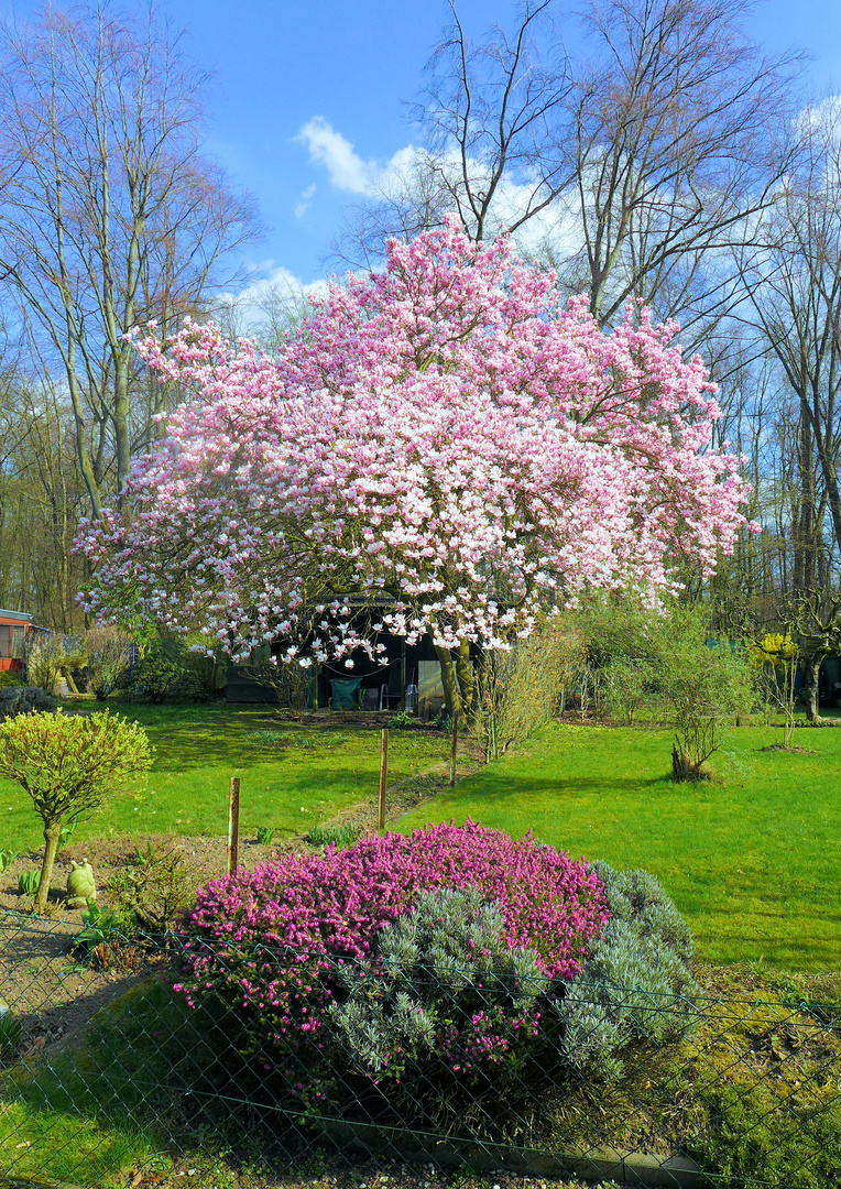 Frühling im Schrebergarten