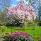 Frühling im Schrebergarten