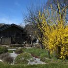 Frühling im Schrebergarten