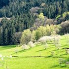 Frühling im Schwarzwald