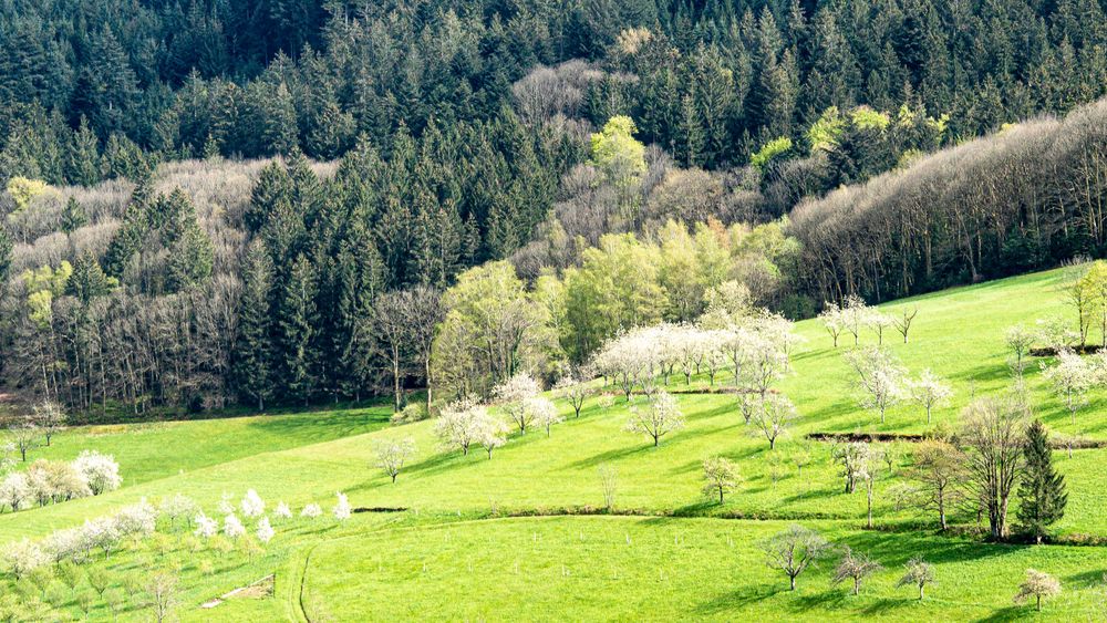 Frühling im Schwarzwald