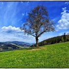 Frühling im Schwarzwald