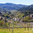 Frühling im Schwarzwald