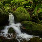 ** Frühling im Schwarzwald **