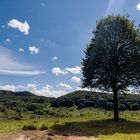 Frühling im Schwarzwald