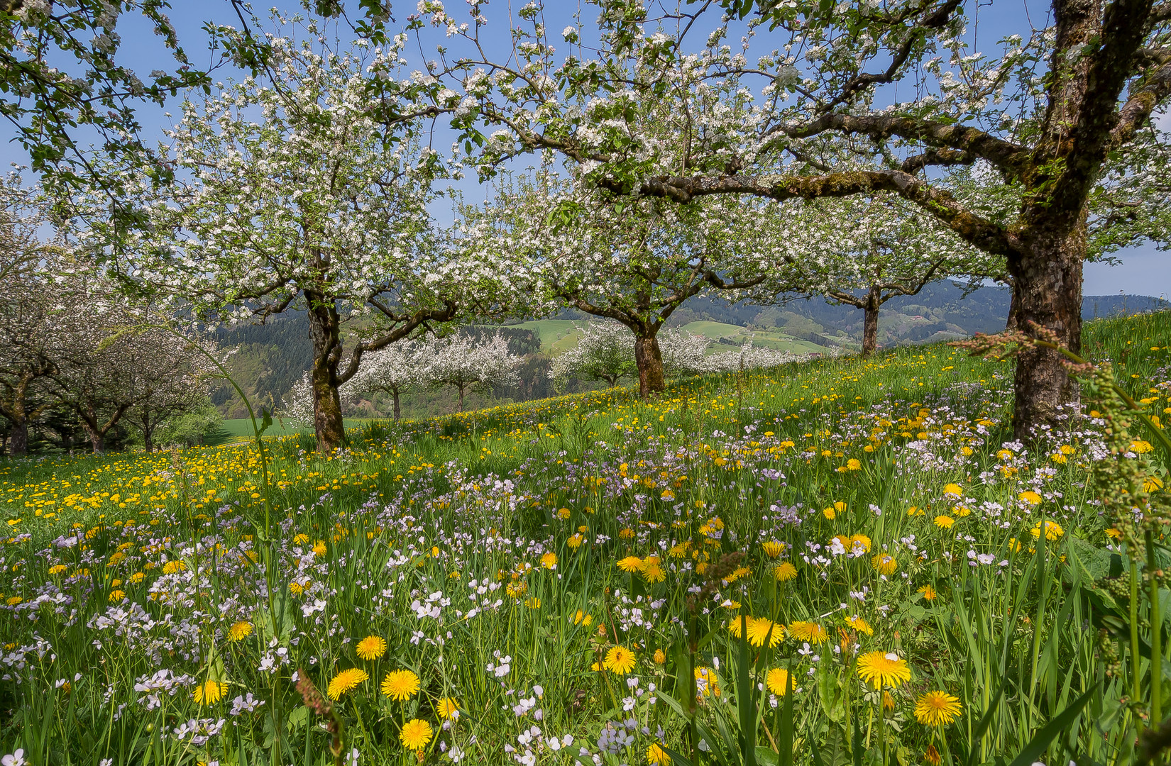 Frühling im Schwarzwald