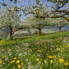Frühling im Schwarzwald