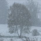 Frühling im Schwarzwald