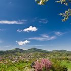 Frühling im Schwarzwald