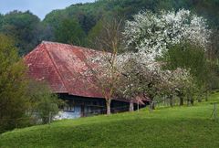 Frühling im Schwarzwald