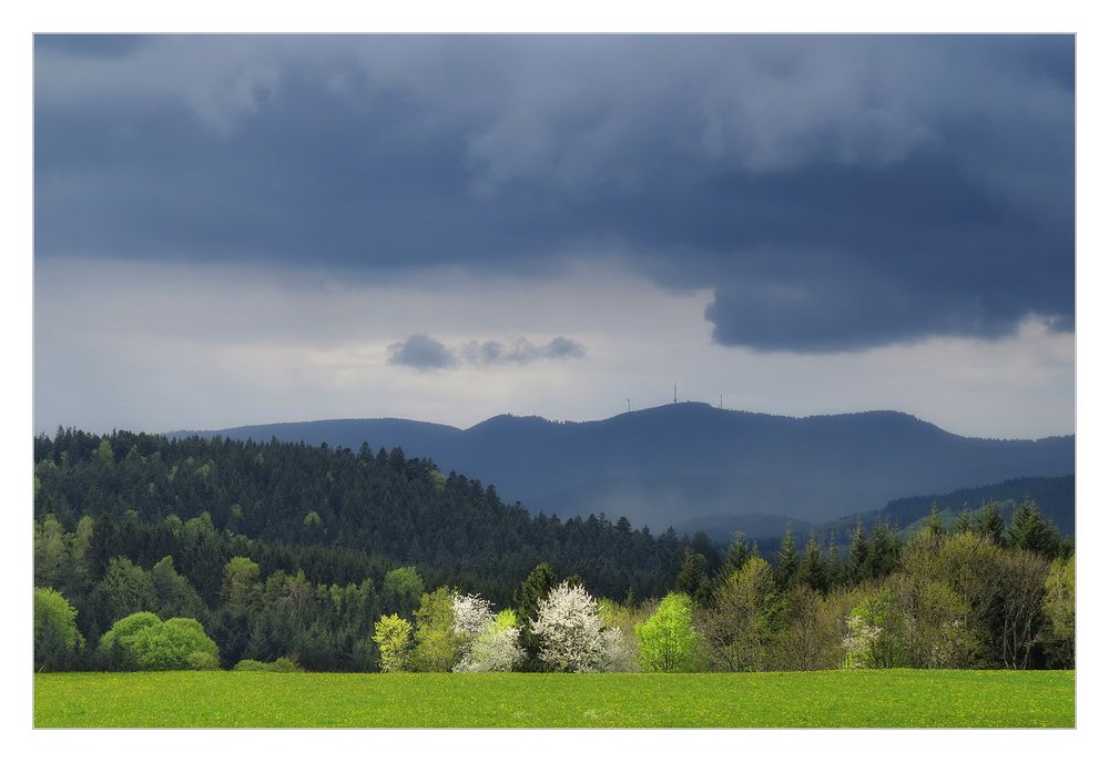 Frühling im Schwarzwald